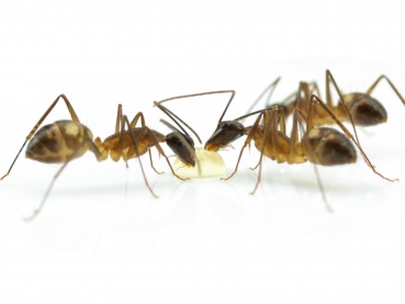 Camponotus substitutus (dark variant)